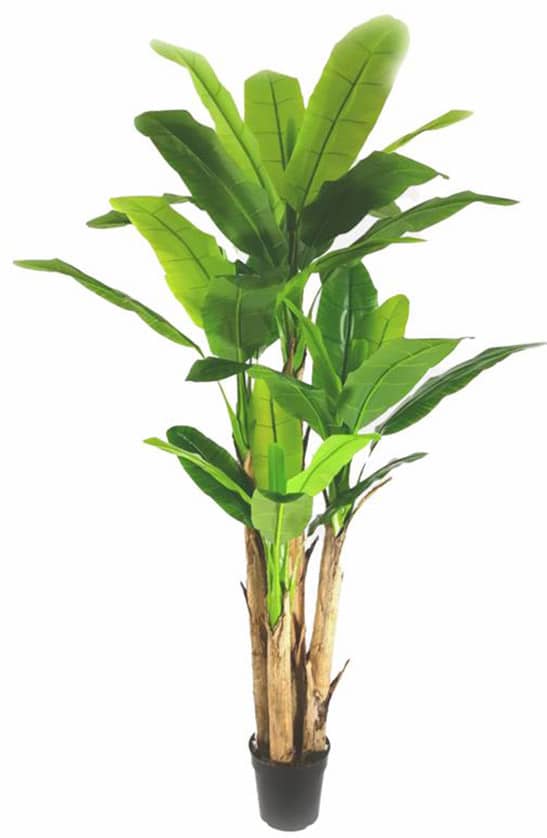 Banana Tree 280cm - inlux