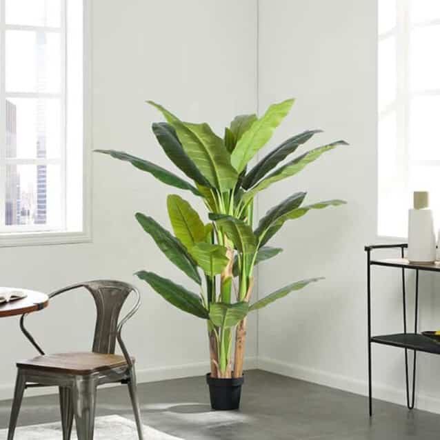 Banana Tree 280cm - inlux