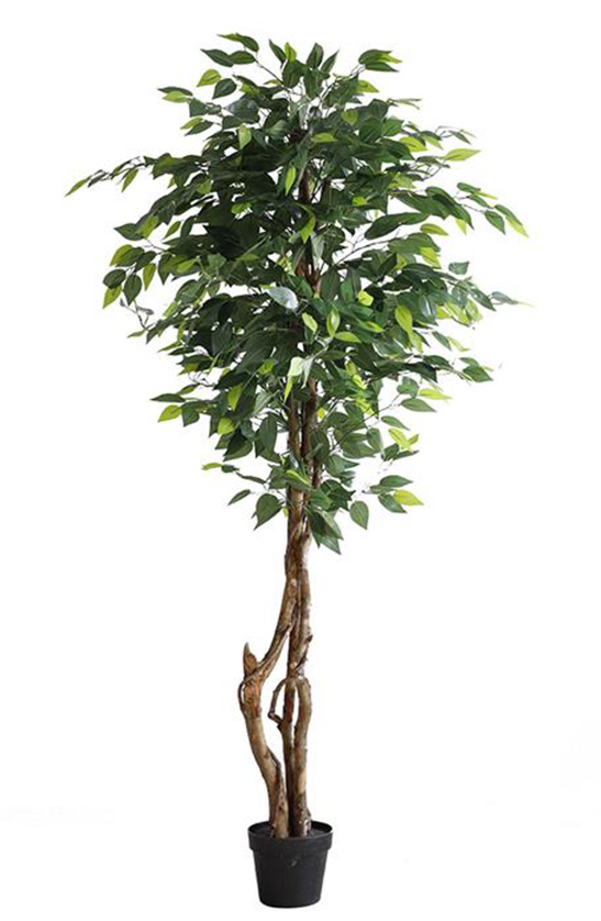Ficus Tree 180cm - inlux
