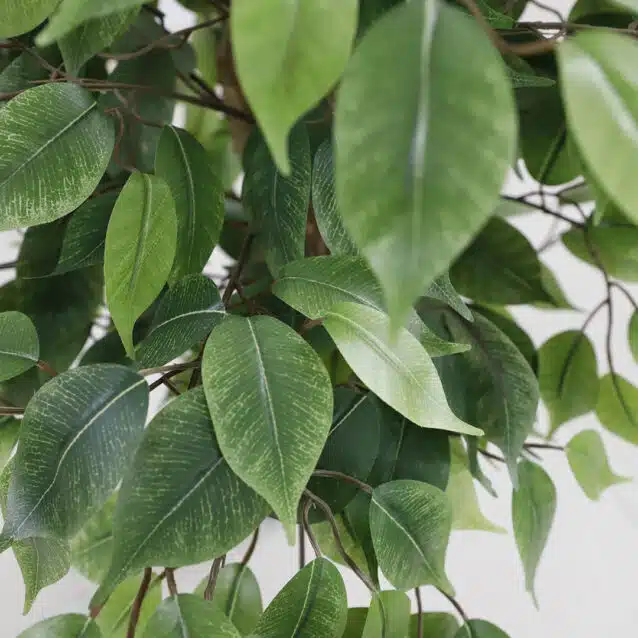 Ficus Tree 210cm - inlux