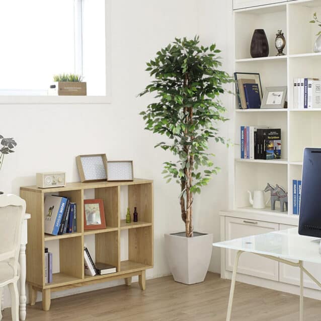 Ficus Tree 210cm - inlux