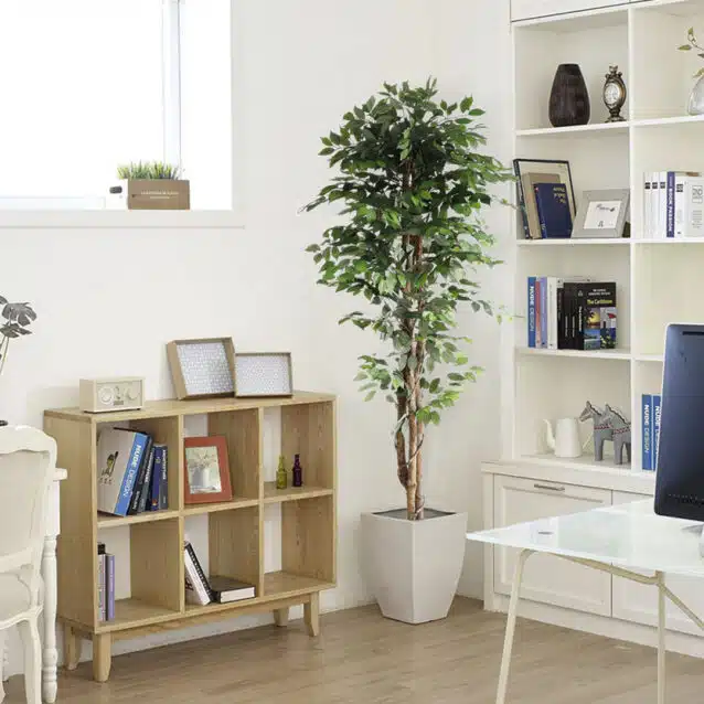 Ficus Tree 210cm - inlux