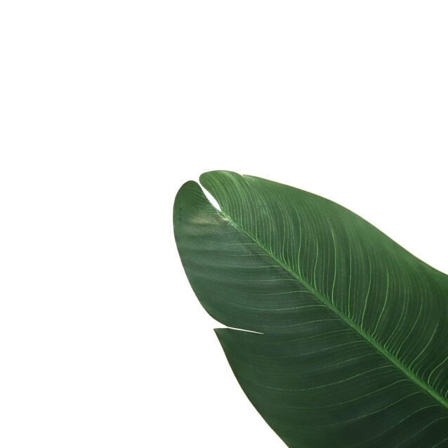 Banana Tree Ravenala 120cm - inlux