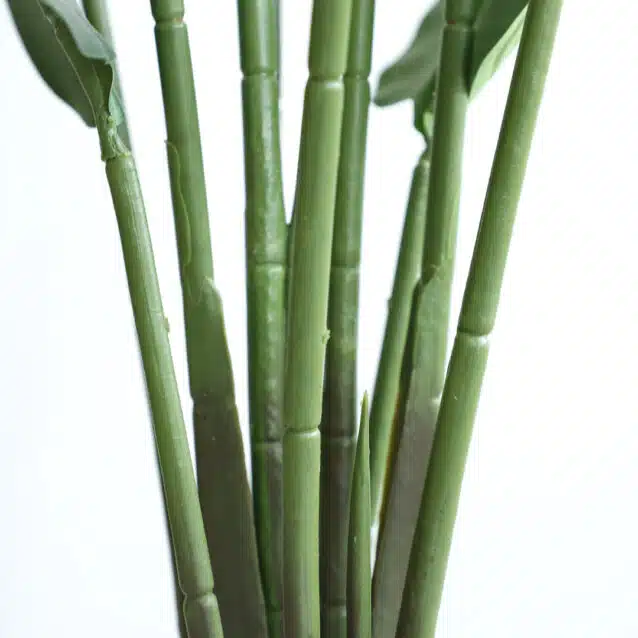 Banana Tree 160cm - inlux
