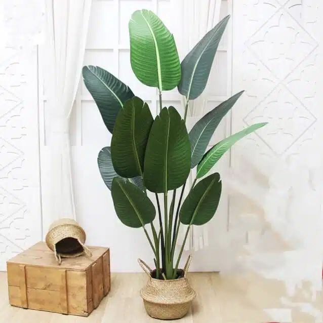 Banana Tree 160cm - inlux