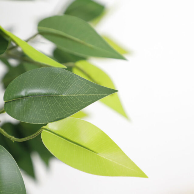Ficus Tree 180cm - inlux