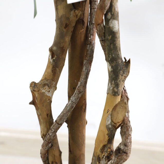 Ficus Tree 180cm - inlux