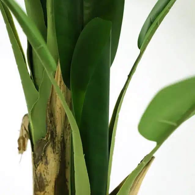 Banana Tree 145cm - inlux