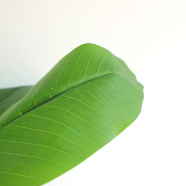 Banana Tree 220cm - inlux