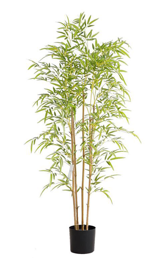 Bamboo Tree 150cm - inlux