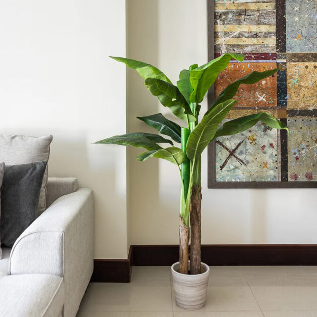 Banana Tree 220cm - inlux