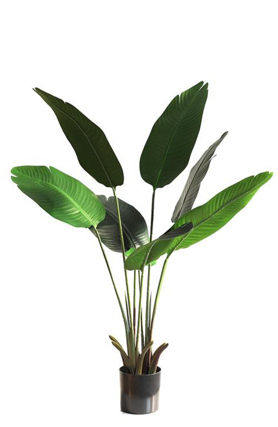 Banana Tree Ravenala 120cm - inlux