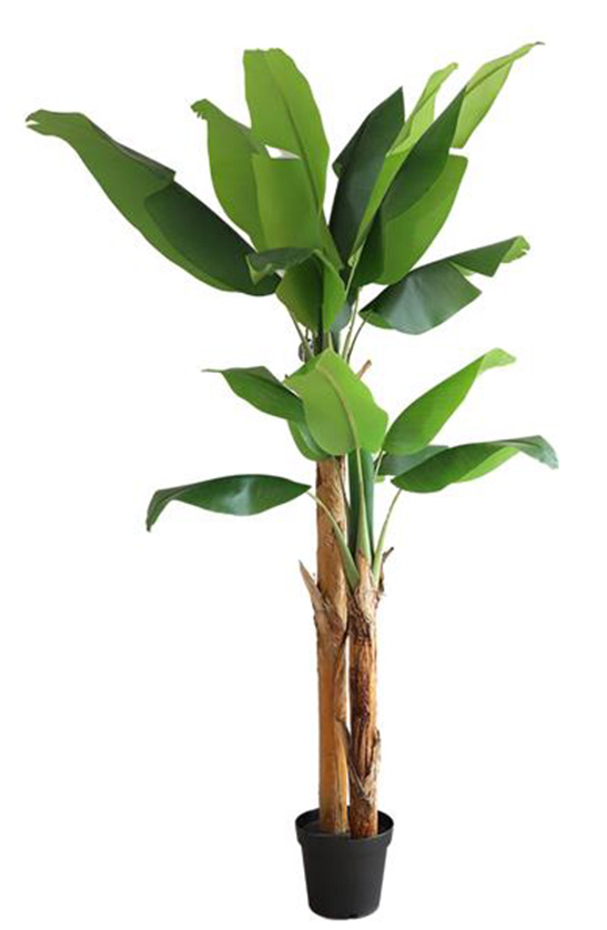 Banana Tree 220cm - inlux