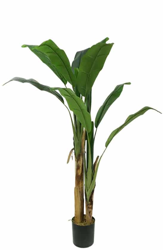 Banana Tree 145cm - inlux