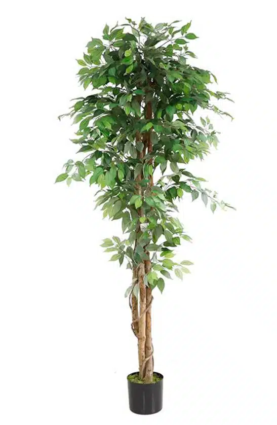 Ficus Tree 210cm - inlux