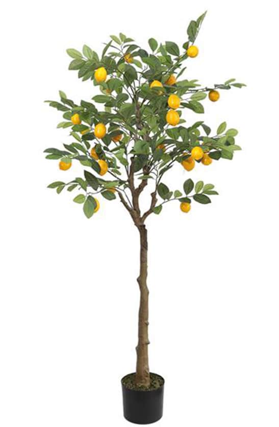 Lemon Tree 170cm - inlux