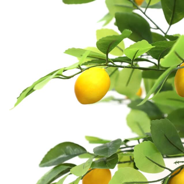 Lemon Tree 170cm - inlux