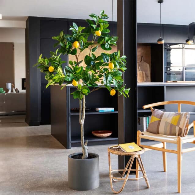 Lemon Tree 170cm - inlux